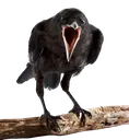 pogCrow