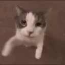 catkiss