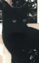 Gooby