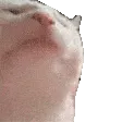 catjam