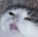 SadCat