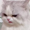 cat_grump cat_grump