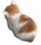 angy