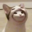 popcat