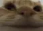 catlmao
