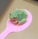 frog