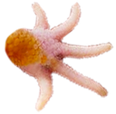 foot Discord emoji