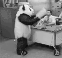 1995_angry_panda