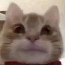 scCatStare Discord Emoji