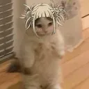 Togacat