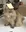 cheesecat4