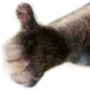 cat_thumbs_up