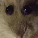 Hampt
