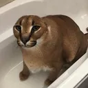 floppa_tub floppa_tub