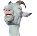 goat