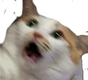 waht waht