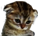 cat_mercy