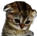 :cat_mercy: