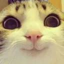 owocat owocat