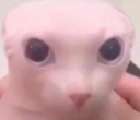 TCC_Bingus Discord emoji