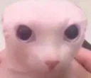 TCC_Bingus
