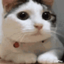 nawkitty Discord Emoji