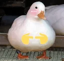 duckMaybe