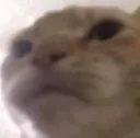 Gato