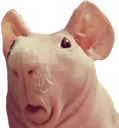 SkinnyPig