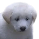 puppysad Discord Emoji