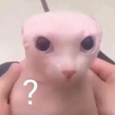 ch_bingus_confused Discord emoji
