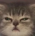 ow_cattired Discord Emoji