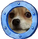 CH_CorgiPeek CH_CorgiPeek