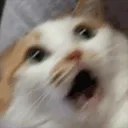 catshocked