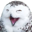 birbkek