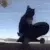 SkateboardCat