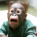 EDMONKEY