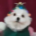 HWAT