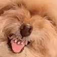 dogsmile