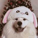 aPerrofeliz Discord emoji