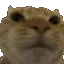 c_noo