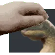 Dryo_Head_Pat