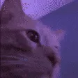 CatDance CatDance