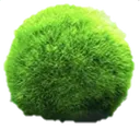 moss