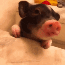 pork