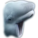 pogwhale