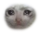 sadcat