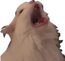 cc_wAAA_2