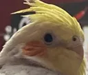 BxWRossWutOwO