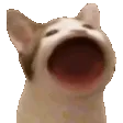 CatPopBurger